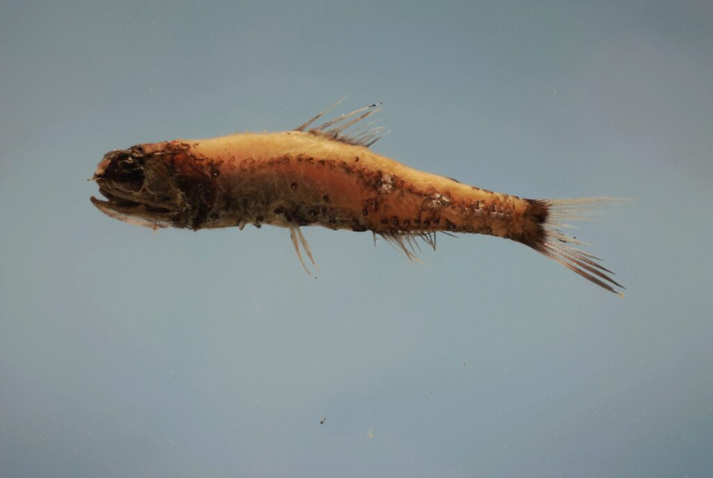 Diaphus termophilus (Diaphus termophilus) |commons:File:Taaning's lanternfish ( Diaphus termophilus ).jpg