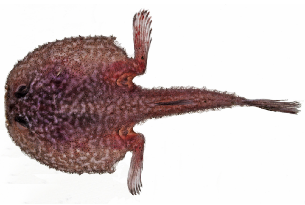 Dibranchus erinaceus (Dibranchus erinaceus) |commons:File:Dibranchus erinaceus.png