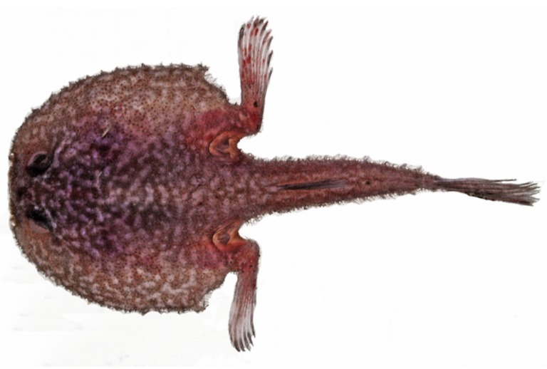 Dibranchus erinaceus (Dibranchus erinaceus) |commons:File:Dibranchus erinaceus.png