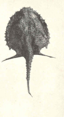 Dibranchus nasutus (Dibranchus nasutus) |commons:File:FMIB 41249 Dibranchus nasutus Alcock From station 5656 Dorsal view.jpeg