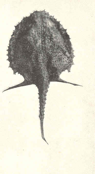 Dibranchus nasutus (Dibranchus nasutus) |commons:File:FMIB 41249 Dibranchus nasutus Alcock From station 5656 Dorsal view.jpeg