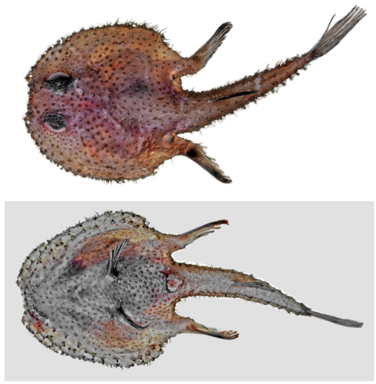Dibranchus nudivomer (Dibranchus nudivomer) |commons:File:Dibranchus nudivomer.png