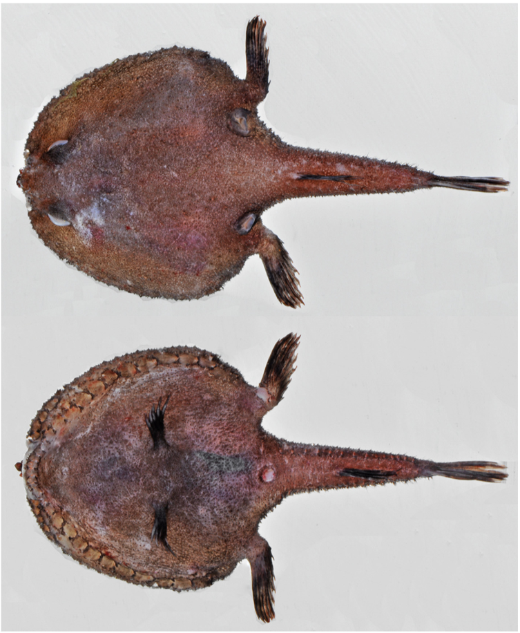 Dibranchus spinosus (Dibranchus spinosus) |commons:File:Dibranchus spinosus.png