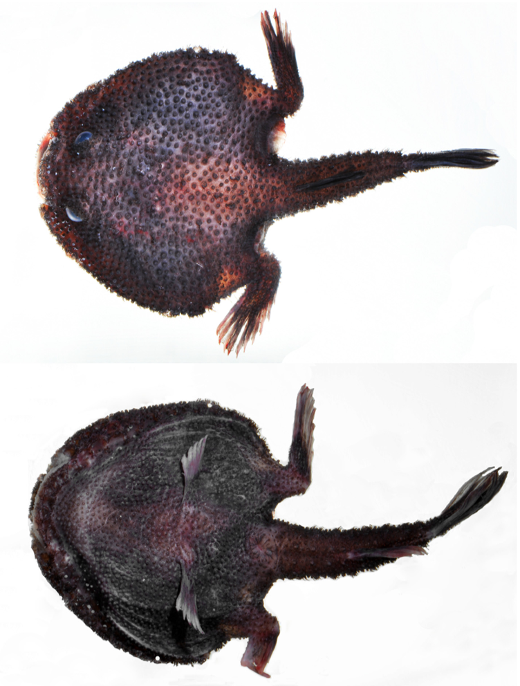 Dibranchus velutinus (Dibranchus velutinus) |commons:File:Dibranchus velutinus.png