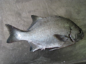Dichistius capensis (Dichistius capensis) |commons:File:Dichistius capensis.JPG