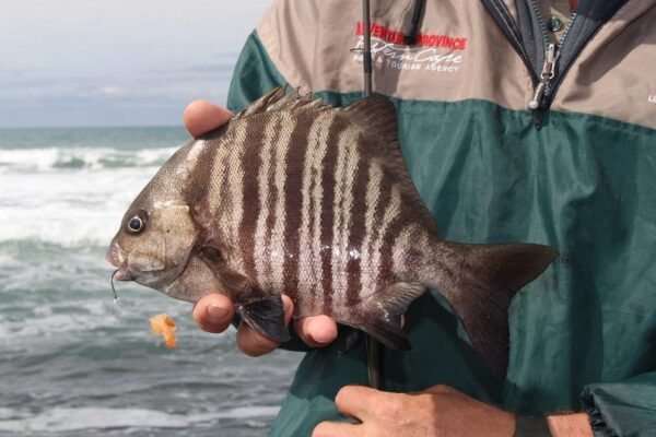 Dichistius multifasciatus (Dichistius multifasciatus) |commons:File:Dichistius multifasciatus 15542052.jpg