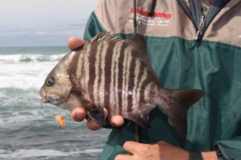 Dichistius multifasciatus (Dichistius multifasciatus) |commons:File:Dichistius multifasciatus 15542052.jpg
