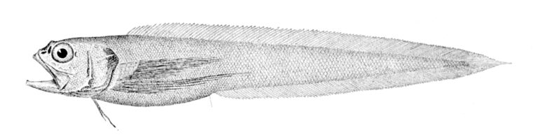 Dicrolene introniger (Dicrolene introniger) |commons:File:Dicrolene introniger.jpg