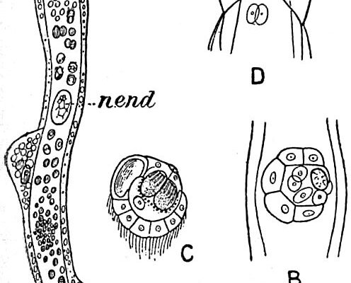 Dicyemennea eledones Dicyemennea eledones