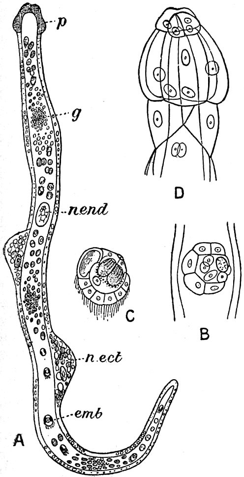 Dicyemennea eledones Dicyemennea eledones