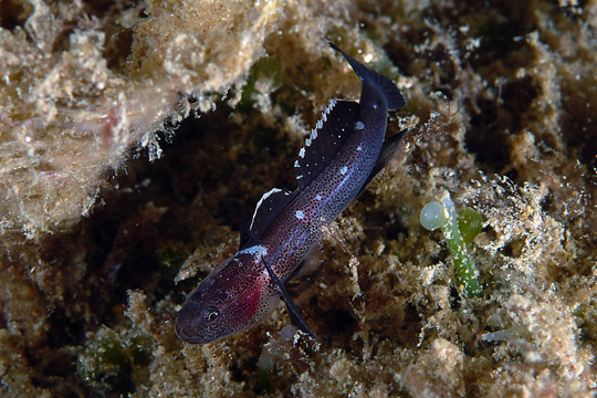 Didogobius schlieweni (Didogobius schlieweni) |commons:File:1 - Didogobius schlieweni 23-09-05 DSCF6206.jpg