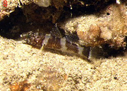 Didogobius splechtnai (Didogobius splechtnai) |commons:File:Didogobius splechtnai.jpg