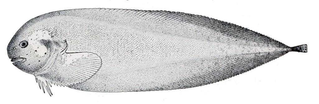 Dimdisc Snailfish (Elassodiscus tremebundus) |commons:File:Elassodiscus tremebundus.jpg
