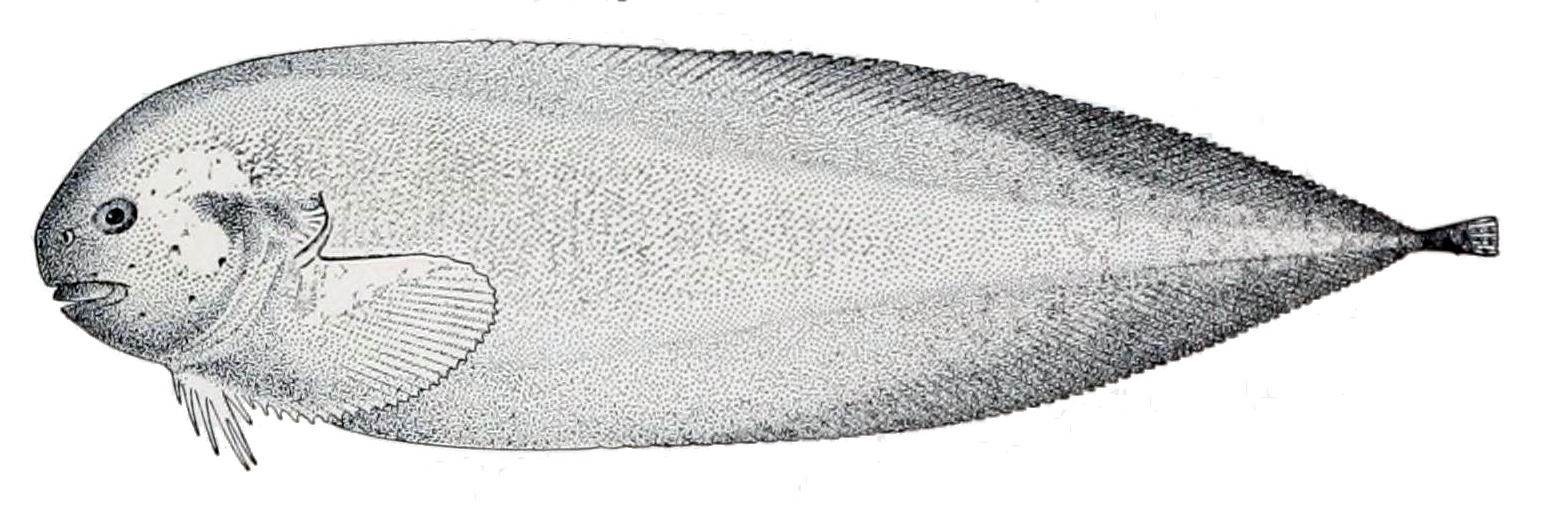 Dimdisc Snailfish (Elassodiscus tremebundus) |commons:File:Elassodiscus tremebundus.jpg