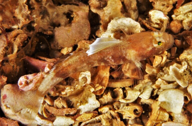 Diminutive Goby (Lebetus scorpioides) |commons:File:Lebetus scorpioides.jpg