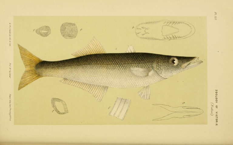 Dinolestes lewini (Dinolestes lewini) |commons:File:Dinolestes lewini.jpg