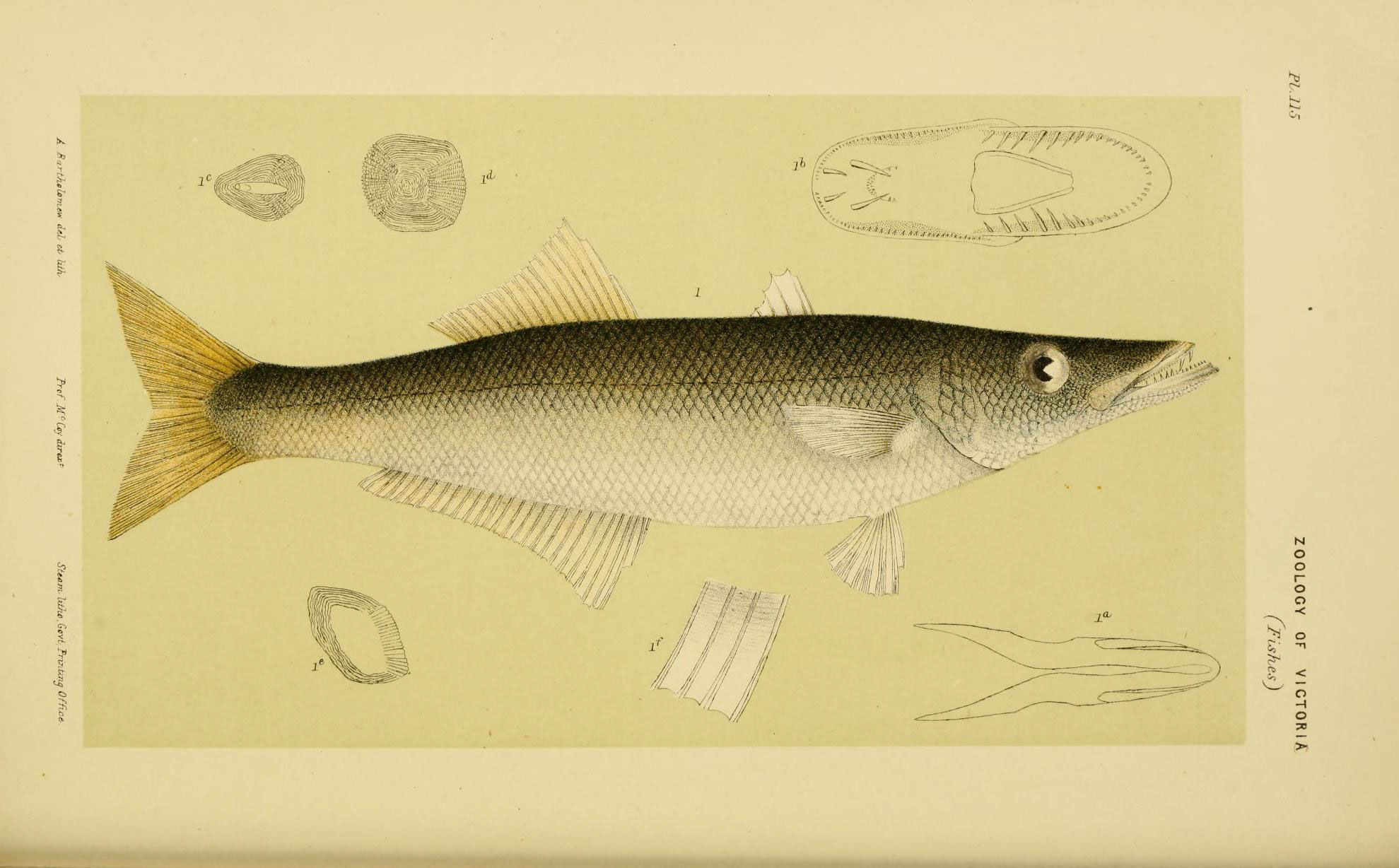 Dinolestes lewini (Dinolestes lewini) |commons:File:Dinolestes lewini.jpg