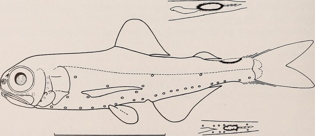 Diogenichthys atlanticus (Diogenichthys atlanticus) |commons:File:Diogenichthys atlanticus.jpg