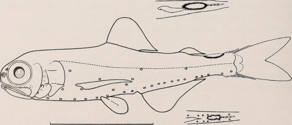 Diogenichthys atlanticus (Diogenichthys atlanticus) |commons:File:Diogenichthys atlanticus.jpg