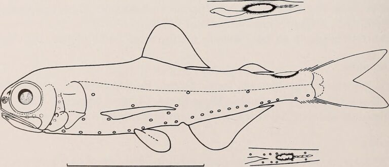 Diogenichthys atlanticus (Diogenichthys atlanticus) |commons:File:Diogenichthys atlanticus.jpg