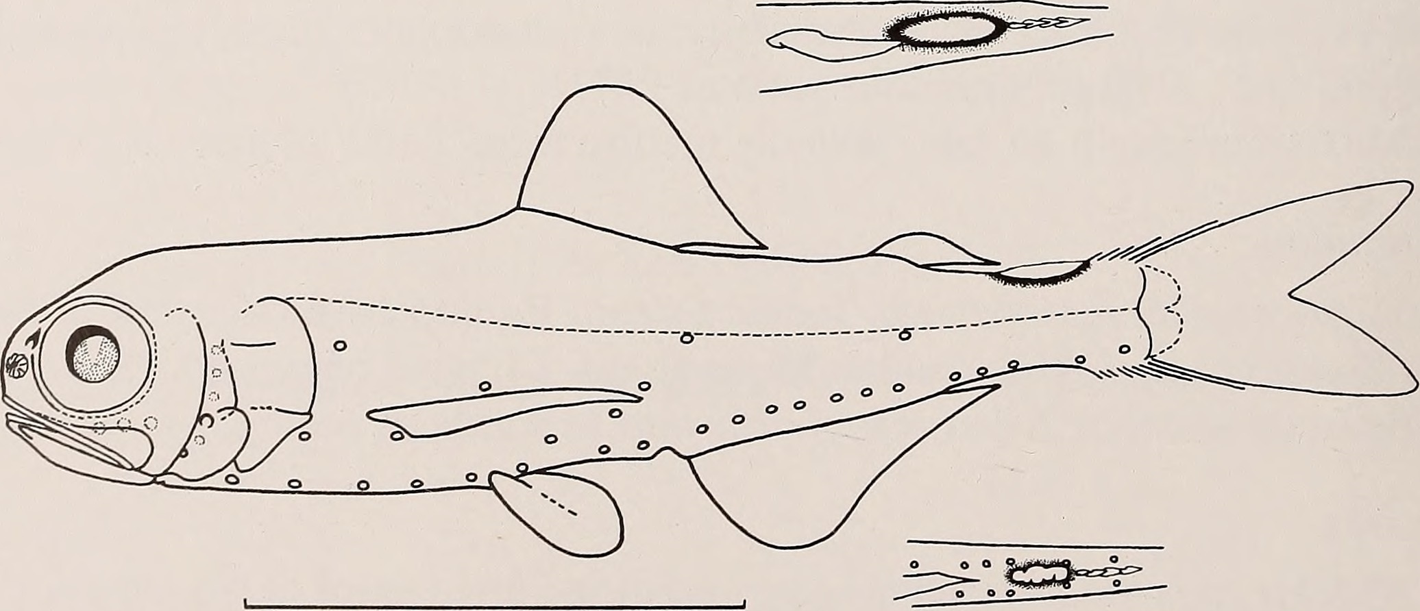 Diogenichthys atlanticus (Diogenichthys atlanticus) |commons:File:Diogenichthys atlanticus.jpg