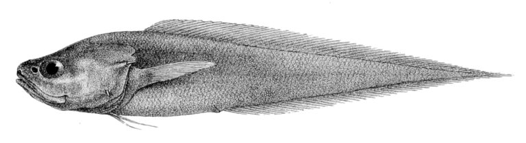 Diplacanthopoma brachysoma (Diplacanthopoma brachysoma) |commons:File:Diplacanthopoma brachysoma.jpg