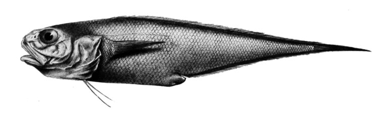 Diplacanthopoma raniceps (Diplacanthopoma raniceps) |commons:File:Diplacanthopoma raniceps.jpg