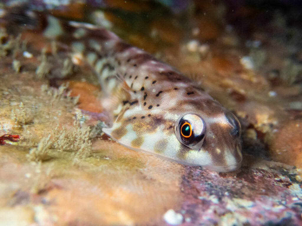 Diplocrepis puniceus (Diplocrepis puniceus) |commons:File:(01) Orange clingfish (Diplocrepis puniceus).jpg