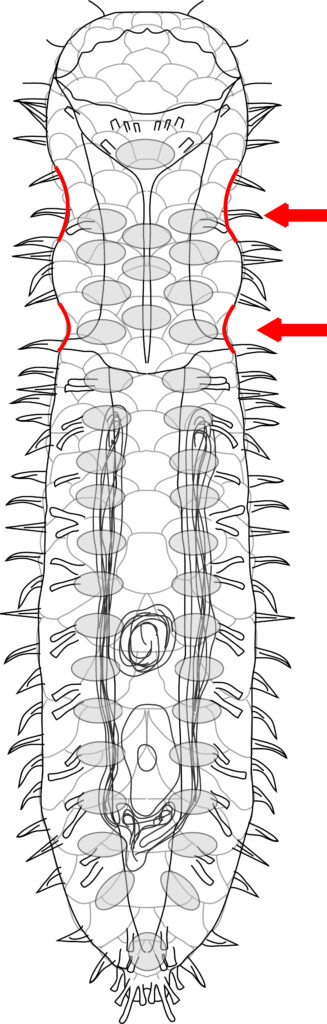 Diplodasys rothei Diplodasys rothei