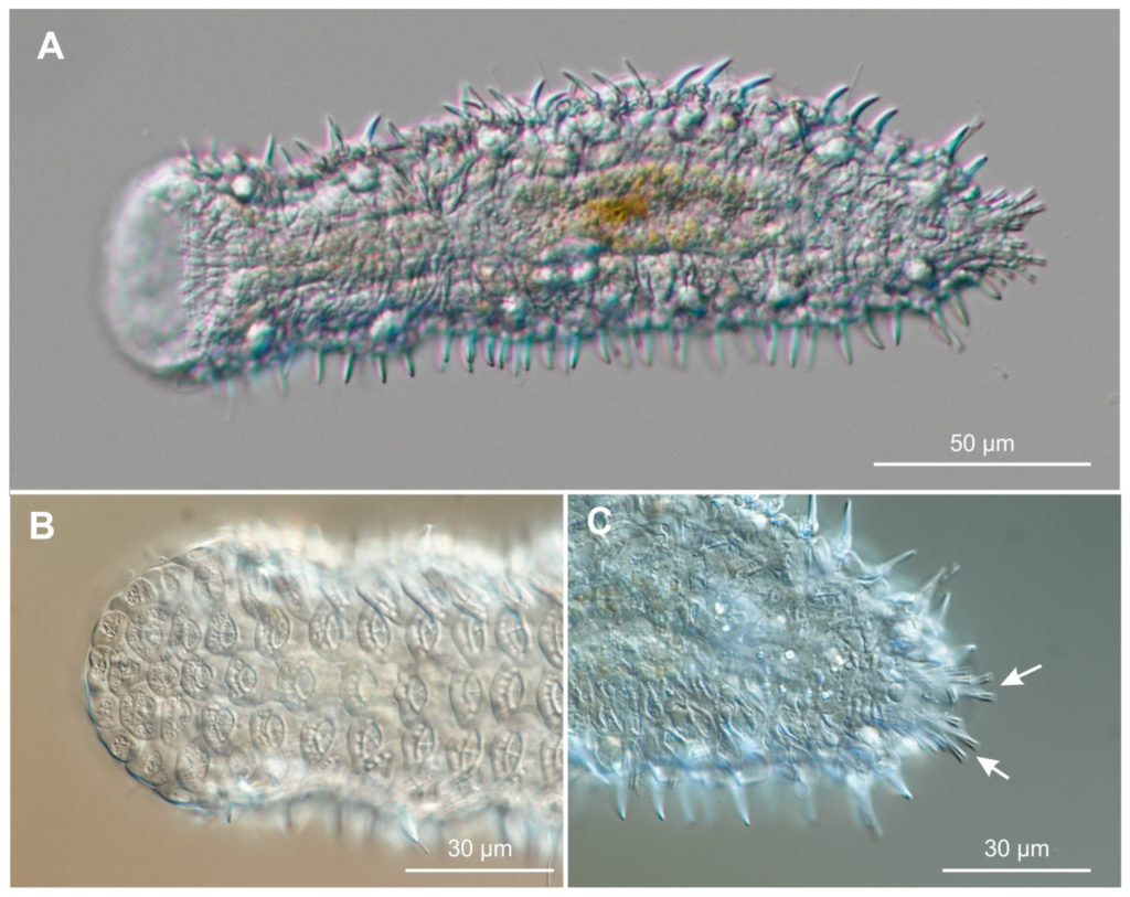 Diplodasys sanctimariae Diplodasys sanctimariae