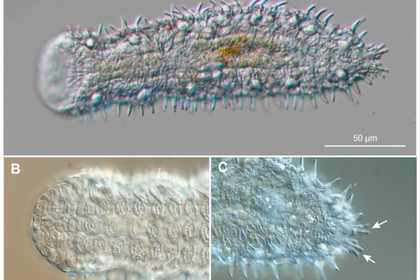 Diplodasys sanctimariae Diplodasys sanctimariae