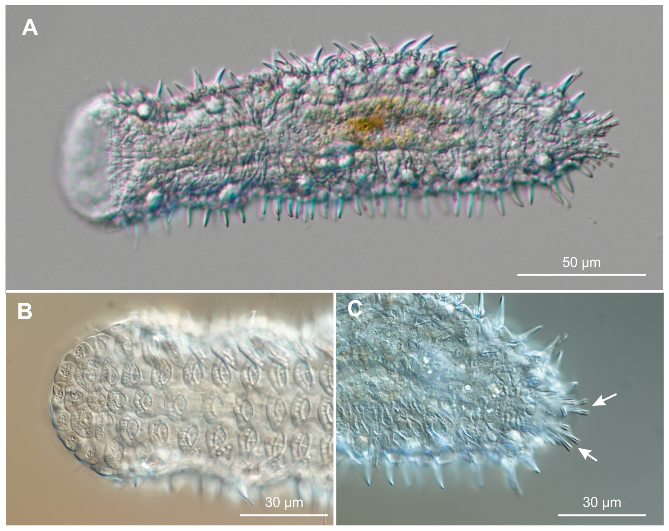 Diplodasys sanctimariae Diplodasys sanctimariae