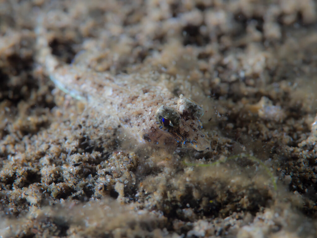Diplogrammus goramensis (Diplogrammus goramensis) |commons:File:Goram Dragonet (Diplogrammus goramensis) (32423239166).jpg