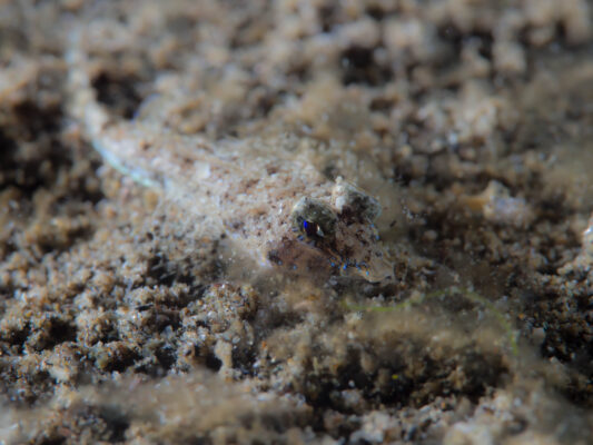 Diplogrammus goramensis (Diplogrammus goramensis) |commons:File:Goram Dragonet (Diplogrammus goramensis) (32423239166).jpg