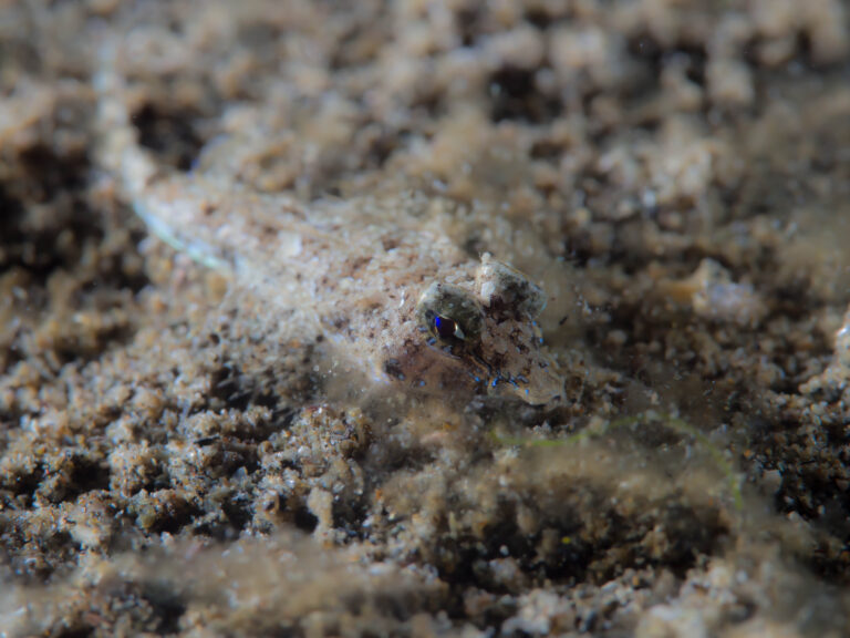 Diplogrammus goramensis (Diplogrammus goramensis) |commons:File:Goram Dragonet (Diplogrammus goramensis) (32423239166).jpg