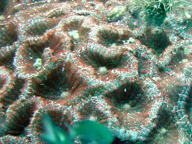 Discosoma Nummiforme (Discosoma nummiforme) |commons:File:Discosoma nummiforme, Koh Phangan.jpg