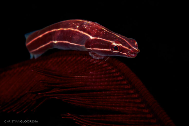 Discotrema crinophilum (Discotrema crinophilum) |commons:File:Discotrema crinophilum (28050040353).jpg