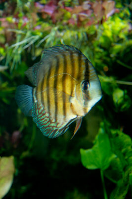 Discus (Symphysodon aequifasciatus) |commons:File:Brown Discus Symphysodon aequifasciatus.jpg