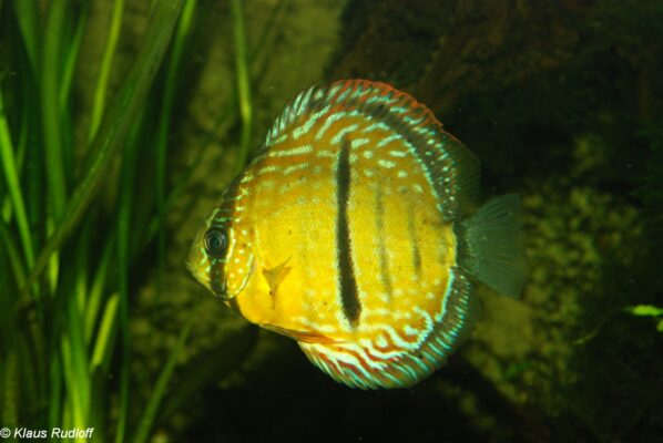 Discus Haraldi (Symphysodon haraldi) |commons:File:Symphysodon haraldi.jpg