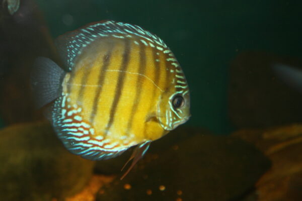 Discus Heckel (Symphysodon discus) |commons:File:Discus (Symphysodon discus) (3149751218).jpg