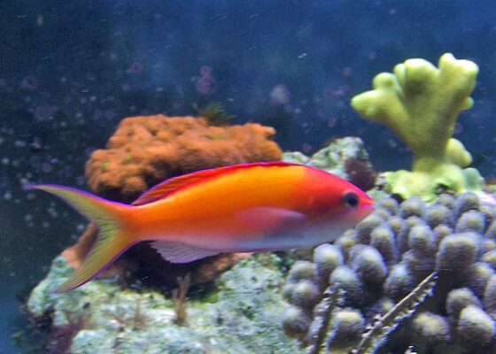 Dispar Anthias (Pseudanthias dispar) |commons:File:Pseudanthias dispar.jpg