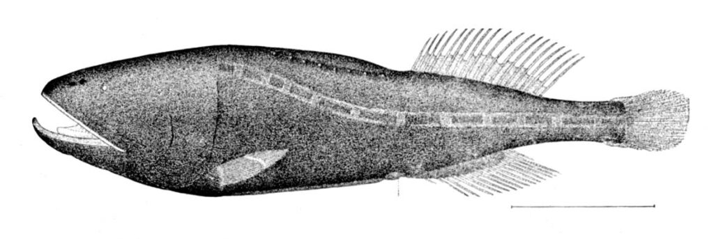 Ditropichthys storeri (Ditropichthys storeri) |commons:File:Ditropichthys storeri.jpg