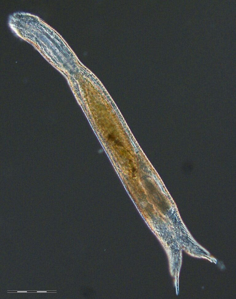 Diuronotus aspetos Diuronotus aspetos