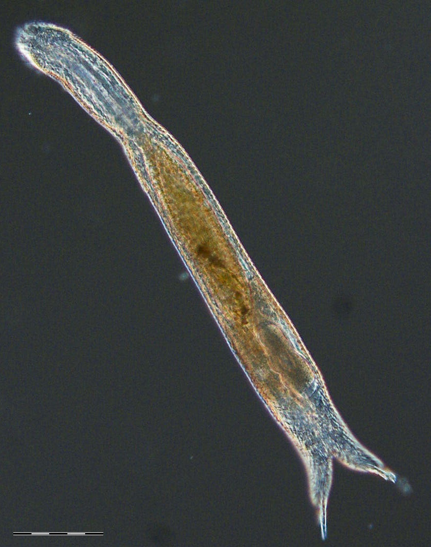Diuronotus aspetos Diuronotus aspetos