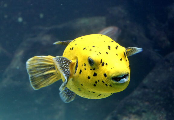 Dog Face Puffer (Arothron nigropunctatus) |commons:File:20160530 - Arothron nigropunctatus - 2.jpg