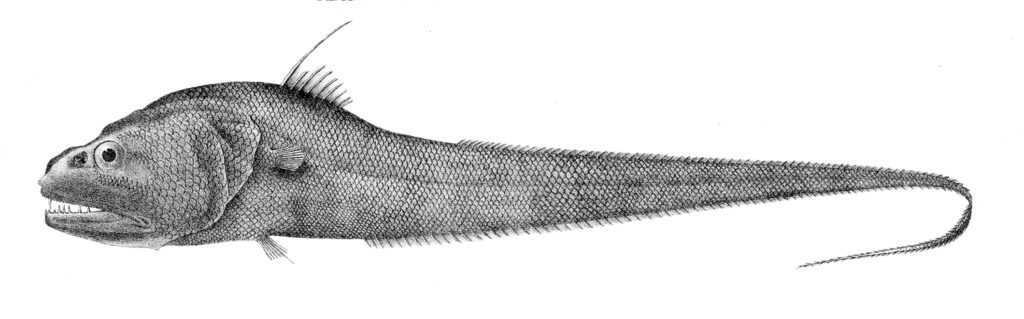 Dogtooth Grenadier (Cynomacrurus piriei) |commons:File:Cynomacrurus piriei.jpg
