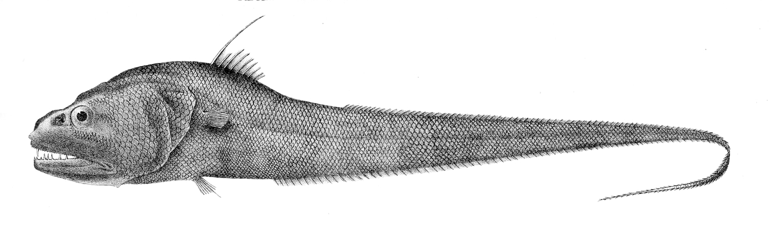Dogtooth Grenadier (Cynomacrurus piriei) |commons:File:Cynomacrurus piriei.jpg