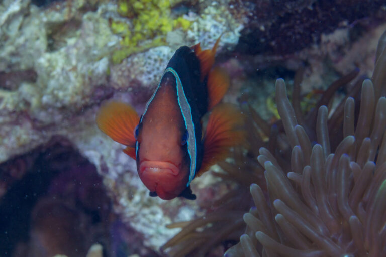 Domates Palyaço Balığı Amphiprion frenatus