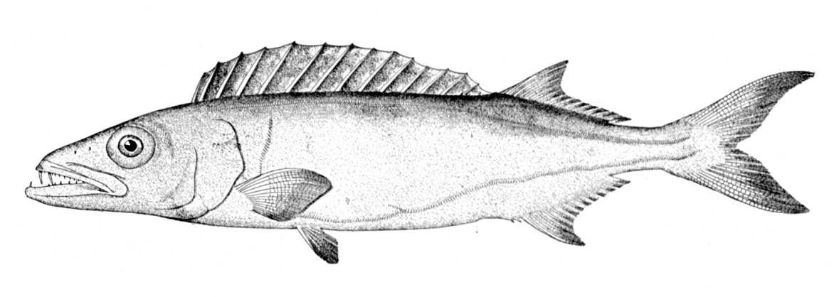 Domine (Epinnula magistralis) |commons:File:Epinnula magistralis.jpg