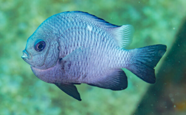 Domino Damsel (Dascyllus trimaculatus) |commons:File:Damisela dominó (Dascyllus trimaculatus), Anilao, Filipinas, 2023-08-24, DD 72.jpg